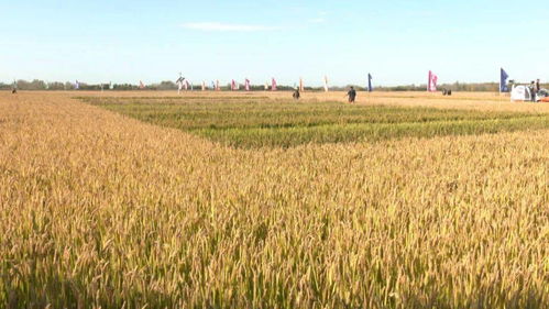 海水稻寒地育種在鐵力市試驗成功︳市生態環境局開展全市加油站及成品油生產企業環保監督檢查