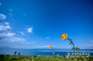 美麗生態(tài)，環(huán)保同行——大美新疆的綠色畫卷